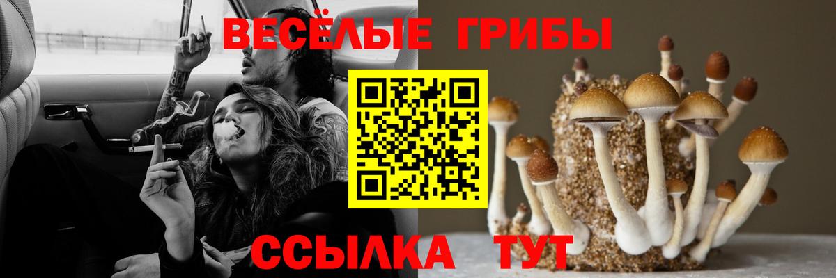Псилоцибиновые грибы Cubensis Медногорск